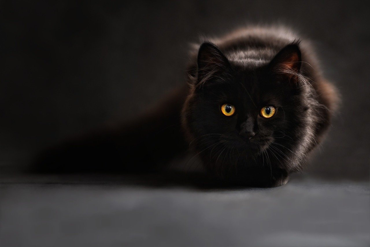 10 rzeczy, które powinieneś wiedzieć o kotach przed zabraniem ich do domu