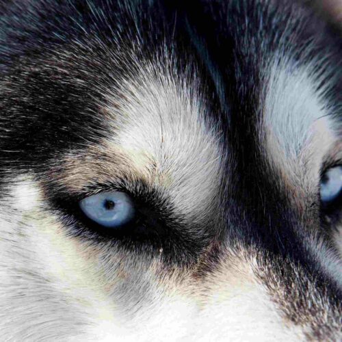 Co jest przyczyną ropiejących oczu u psów?