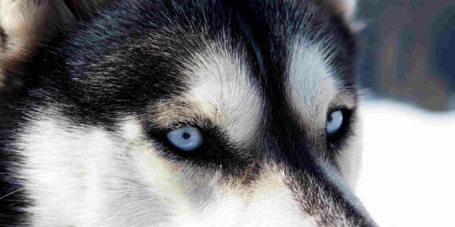 Co jest przyczyną ropiejących oczu u psów?