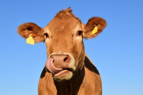 Czy krowy mają 4 żołądki?