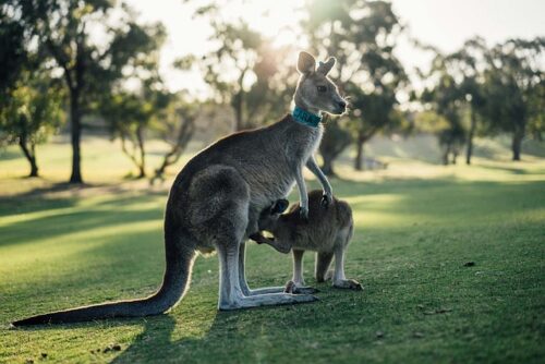 6 niesamowitych faktów o kangurach
